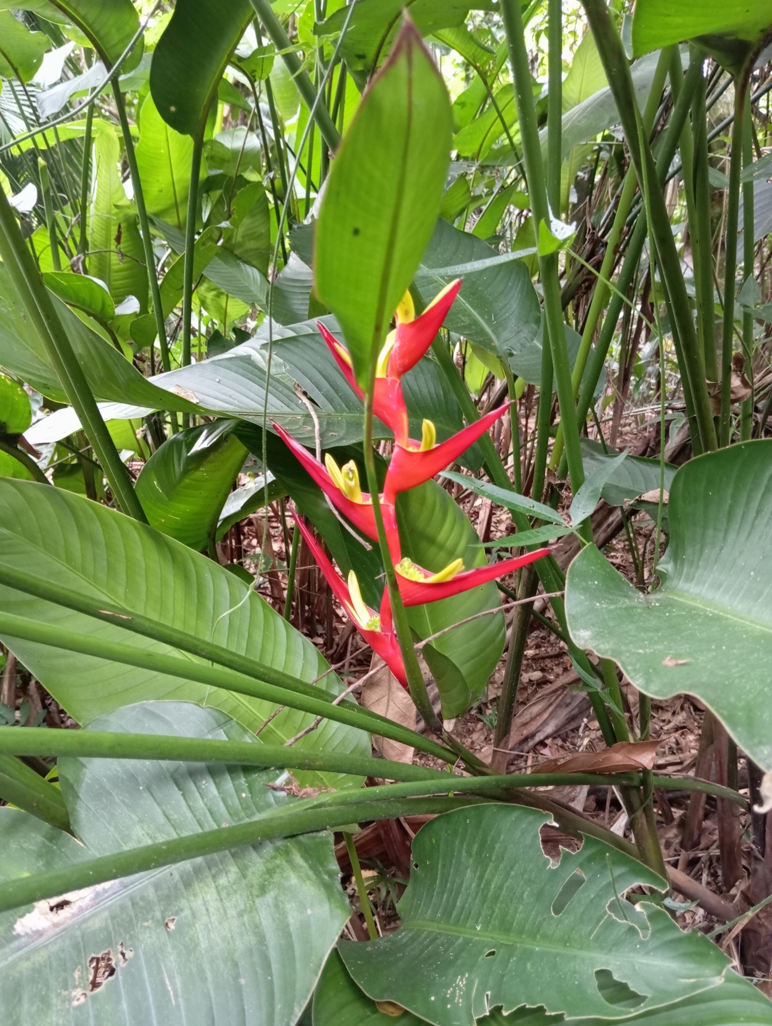 Imagem de Bananeira-de-jardim