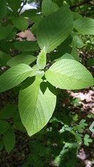 Cornus sericea — photo 3