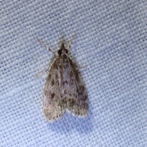 Many-spotted Scoparia