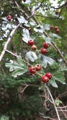Crataegus