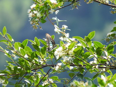 Osmanthus