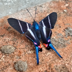 Rhetus arcius thia