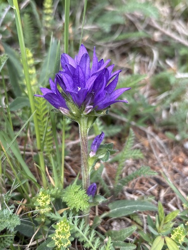 Campanula glomerata