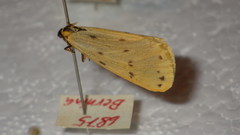 Setina