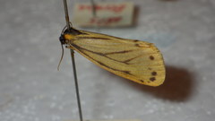Setina