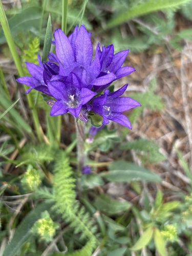 Campanula glomerata