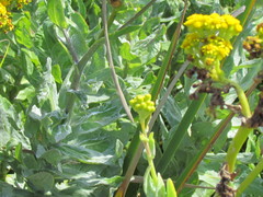 Senecio lanceus