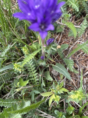 Campanula glomerata