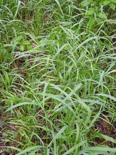 Image of Bromus pubescens by (c) saltyhiker, some rights reserved (CC BY)