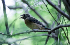 Passerina rositae