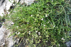 Asperula cynanchica