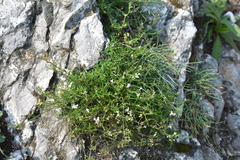 Asperula cynanchica