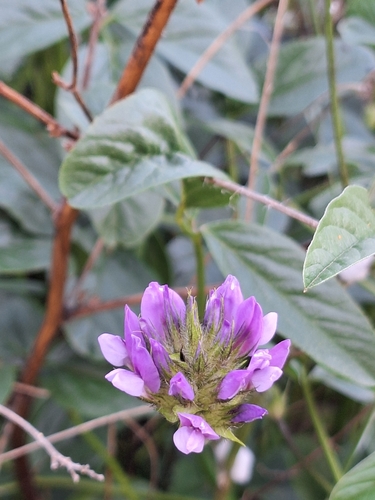 Image of Bituminaria plumosa by (c) Flora_DUMO, some rights reserved (CC BY)