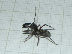 Sarinda nigra