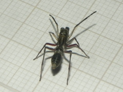 Sarinda nigra