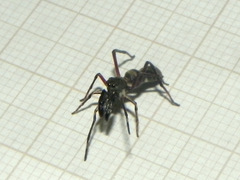 Sarinda nigra