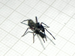 Sarinda nigra