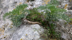 Seseli gummiferum