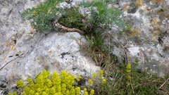 Seseli gummiferum