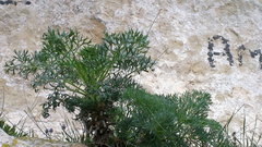 Seseli gummiferum