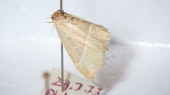 Trisateles emortualis