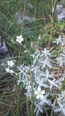 Cerastium biebersteinii