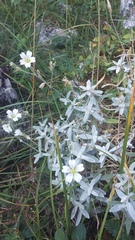 Cerastium biebersteinii