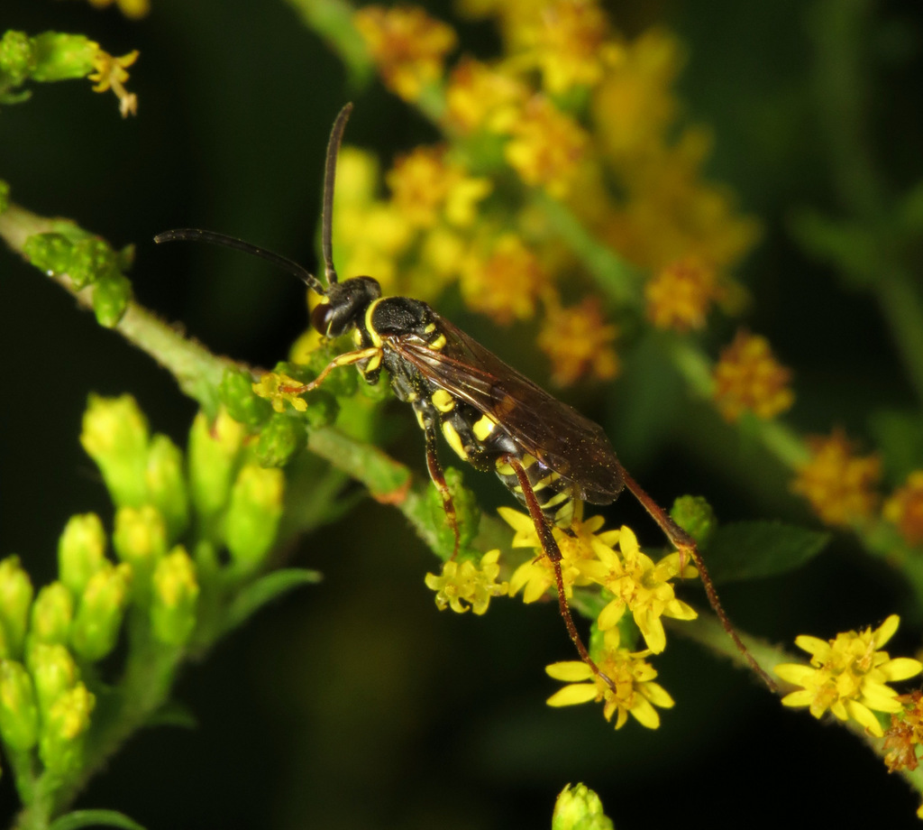Ceropalinae