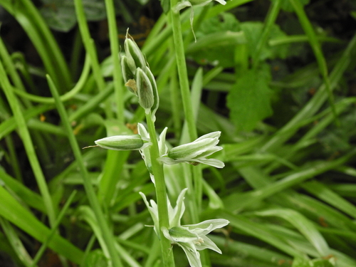 Image of Ornithogalum nutans by (c) Susan Marley, some rights reserved (CC BY)