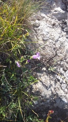 Campanula sibirica taurica