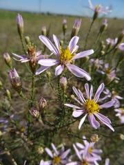 Galatella