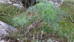 Seseli gummiferum