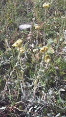Helichrysum graveolens