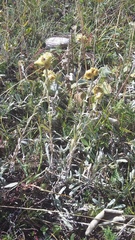 Helichrysum graveolens