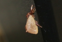 Monoleuca occidentalis