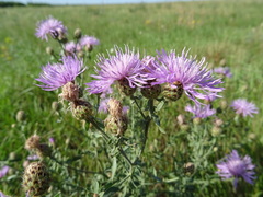 Centaurea pseudomaculosa