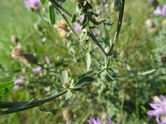 Centaurea pseudomaculosa