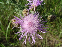 Centaurea pseudomaculosa
