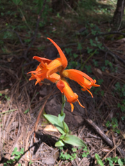 Dichromanthus aurantiacus