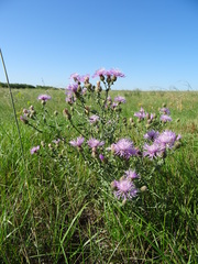 Centaurea pseudomaculosa
