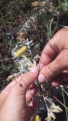 Helichrysum graveolens