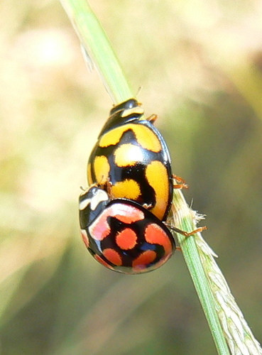 Lunate Lady Beetle