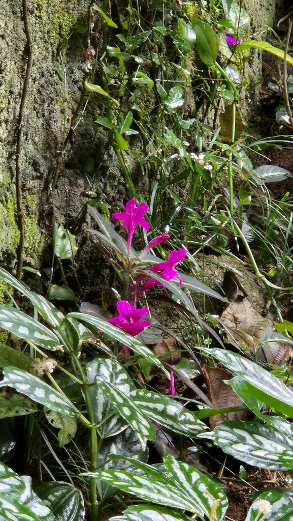 Foto de Toque-de-princesa
