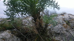 Seseli gummiferum