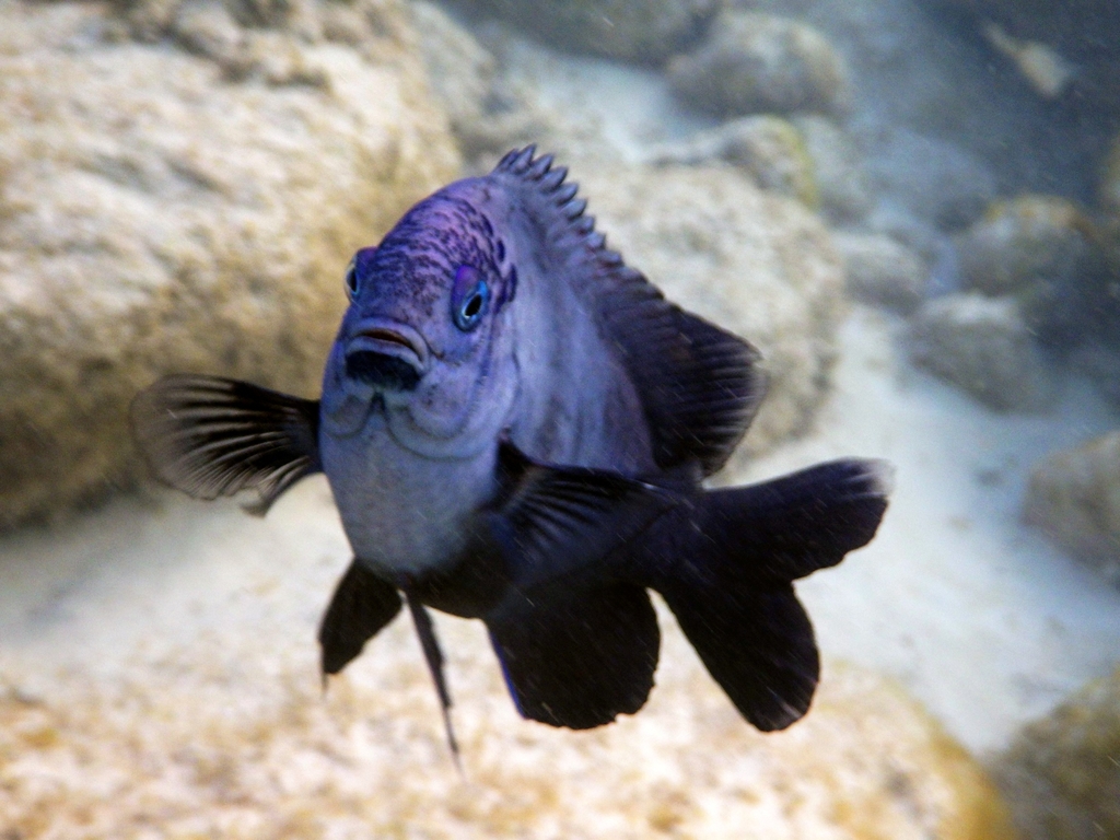 Ebony gregory (Stegastes limbatus) — Pomacentridae