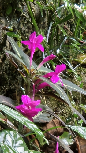 Foto de Toque-de-princesa