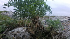 Seseli gummiferum