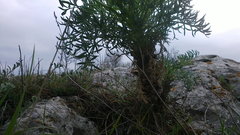Seseli gummiferum