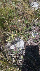 Odontites glutinosus