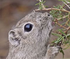 Microcavia australis